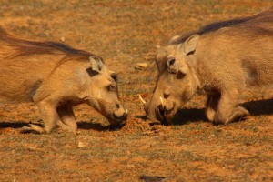 Reactive Warthogs